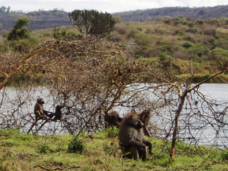 Baboons in Arusha National Park