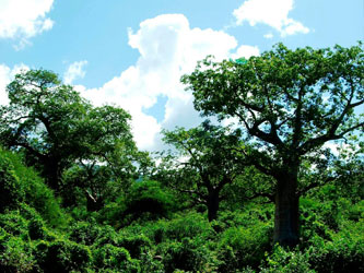 Forêt de baobabs lors de la randonnée Maasai 