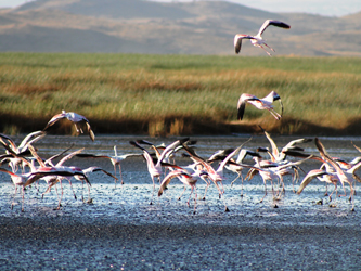 Flamingos in the Lake Natron