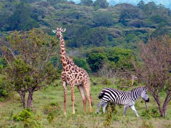 Giraffes and zebras in Arusha National Park