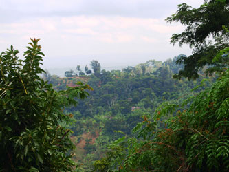 Forêt tropical à Materuni