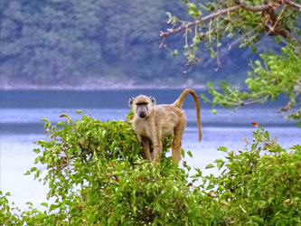 Baboon in the Lake Chala