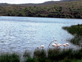 Momella lake flamingos