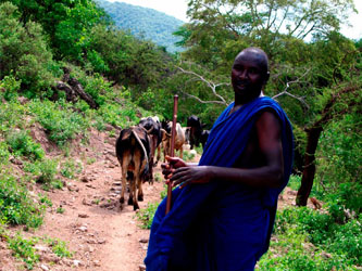 Maasai cattle hike