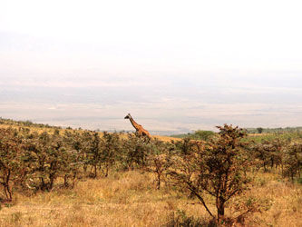 Giraffe in conservation area Ngorongoro
