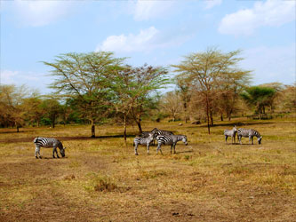 Horse safari zebras