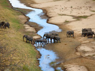Elephants in the river of Tarangire