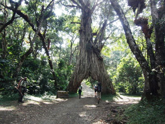 Gran árbol en Monte Meru