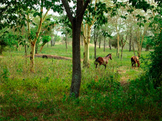 Granja caballos Tanzania
