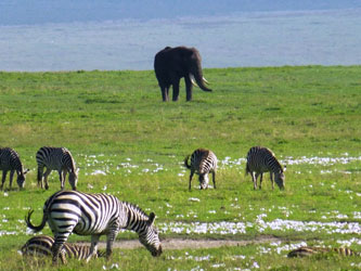 Elefante y cebras en Ngorongoro