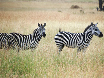 Cebras en Parque Serengeti