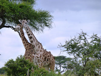 Girafes dans le Parc national de Tarangire